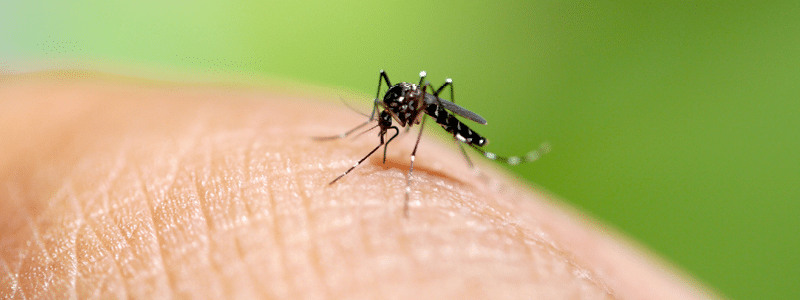 mosquito on finger, close-up of mosquito