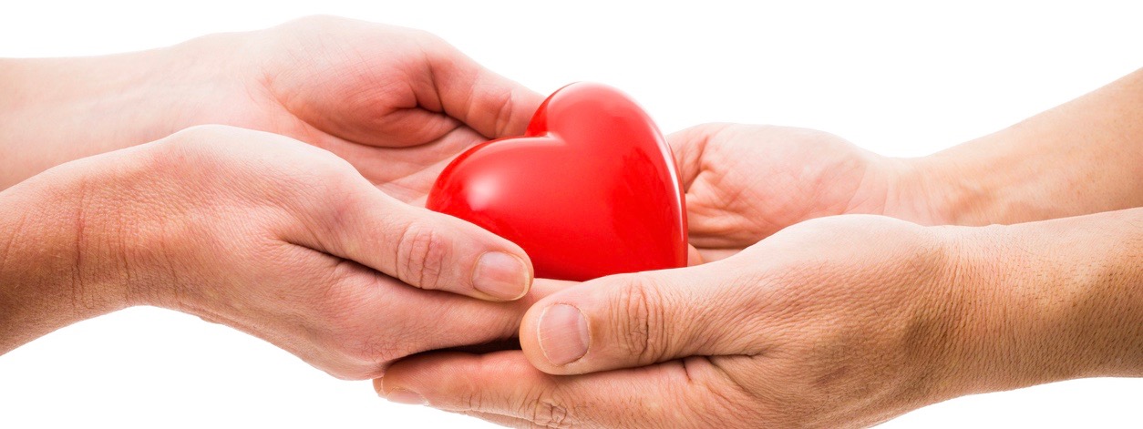 Heart at the human hands