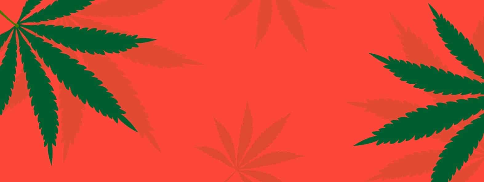 Cannabis leaves, marijuana plants concept