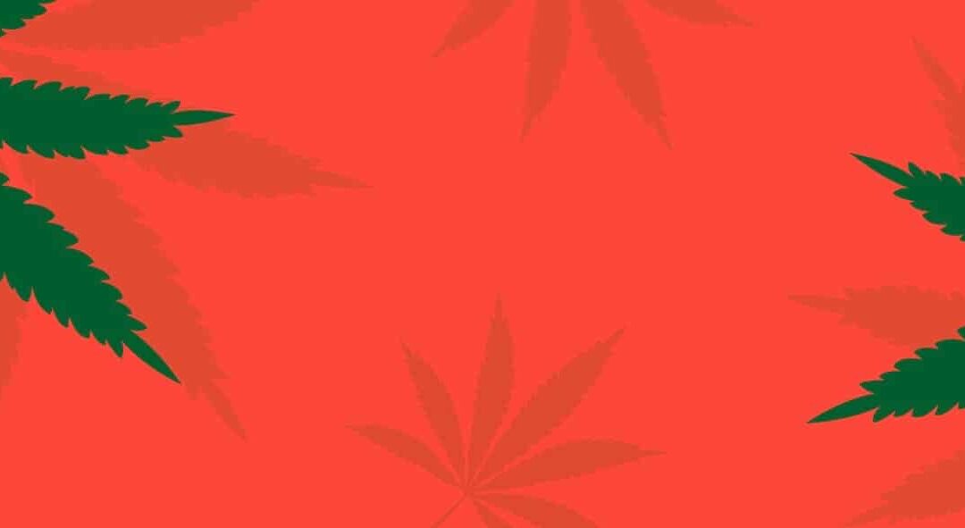 Cannabis